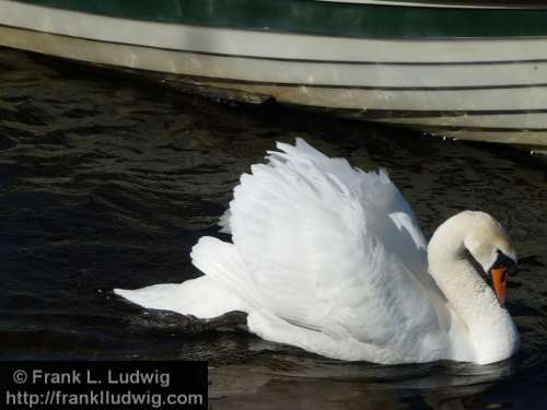 Swan